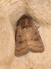 Hoplodrina blanda