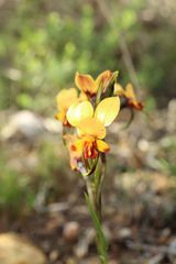 Diuris brockmanii