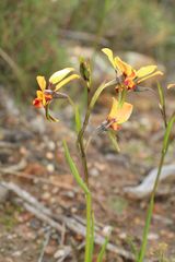 Diuris brockmanii