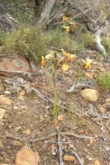 Diuris brockmanii