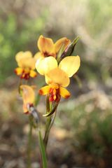 Diuris brockmanii