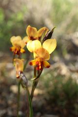 Diuris brockmanii