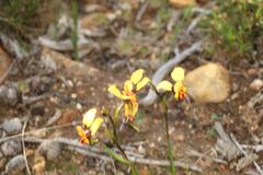 Diuris brockmanii