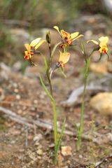 Diuris brockmanii
