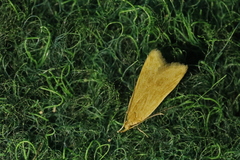 Helcystogramma rufescens