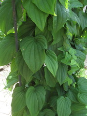 Dioscorea caucasica