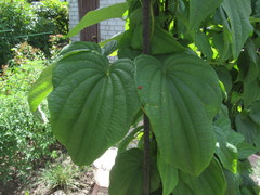 Dioscorea caucasica