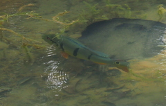 Cichla temensis