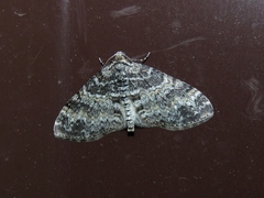 Lobophora halterata