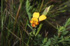 Diuris brockmanii