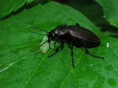 Carabus regalis