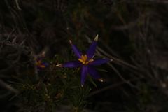Calectasia