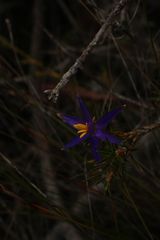 Calectasia
