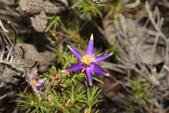 Calectasia