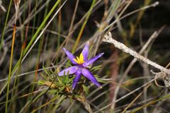 Calectasia