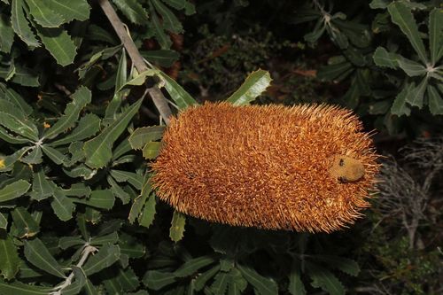 Image of Banksia media by (c) Em Lamond, some rights reserved (CC BY)