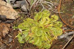 Drosera bulbosa