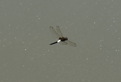 Pseudothemis zonata