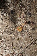 Drosera nitidula