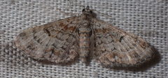 Eupithecia laquaearia