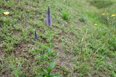 Veronica orchidea