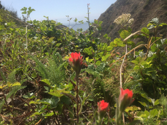 Castilleja affinis