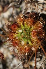 Drosera nitidula