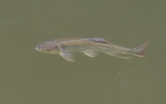 Opsariichthys bidens