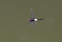 Pseudothemis zonata