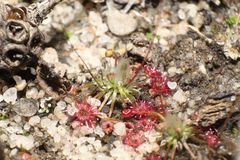 Drosera australis