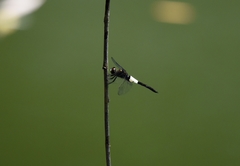 Pseudothemis zonata