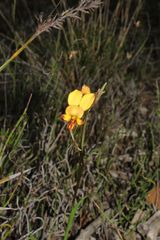 Diuris brockmanii