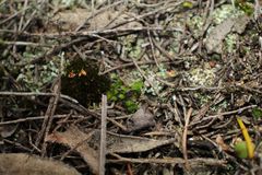 Pleurophascum occidentale