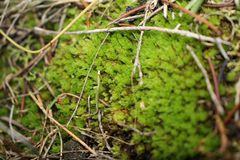 Pleurophascum occidentale