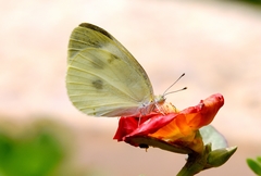 Pieris rapae