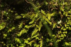 Triquetrella papillata