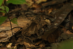 Sclerophrys tuberosa