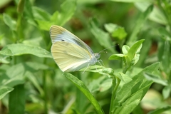 Pieris rapae
