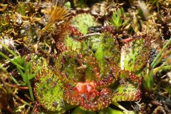 Drosera lowriei