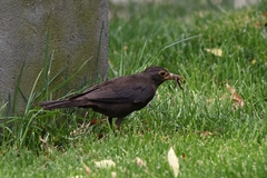 Turdus mandarinus