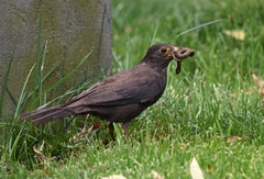 Turdus mandarinus