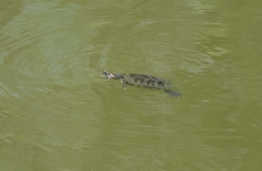 Trachemys scripta elegans