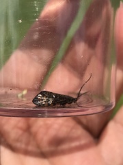 Hagenella clathrata