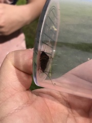 Hagenella clathrata