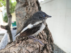 Copsychus saularis