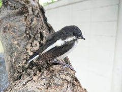 Copsychus saularis