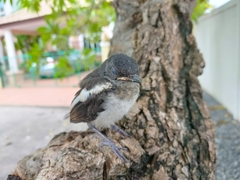Copsychus saularis