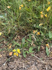 Lotus corniculatus
