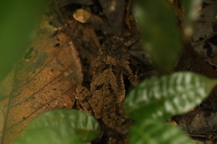 Sclerophrys tuberosa