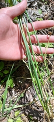 Allium rotundum